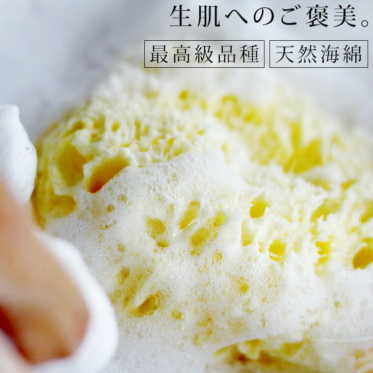 高品質天然海綿 「ベリーニSA16」（ハニコム種）スポンジ