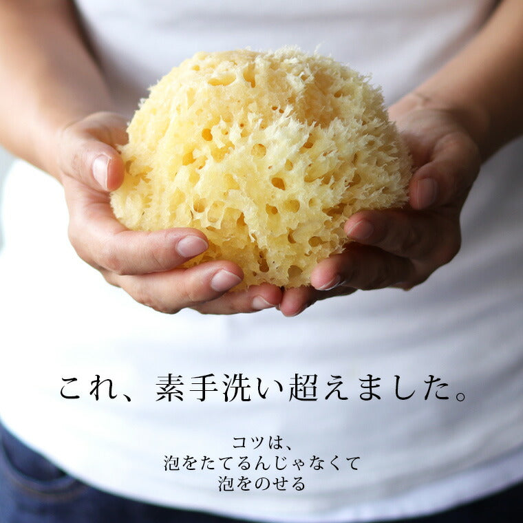 高品質天然海綿 「ベリーニSA16」（ハニコム種）スポンジ