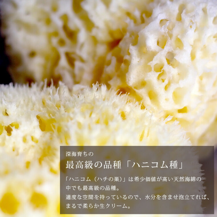 高品質天然海綿 「ベリーニSA16」（ハニコム種）スポンジ