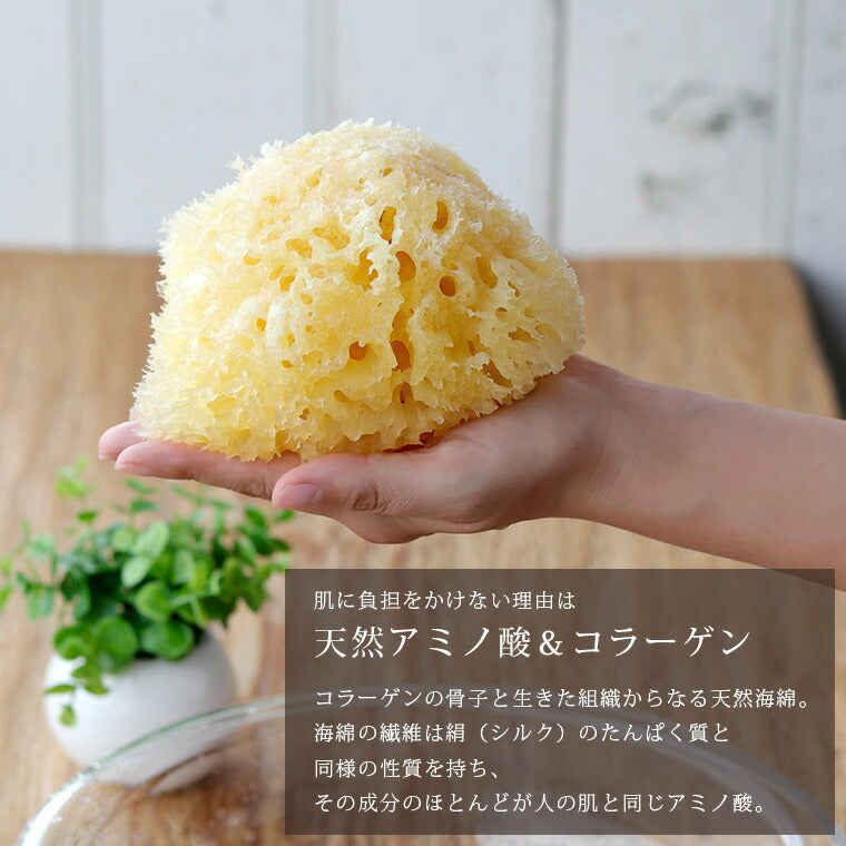 高品質天然海綿 「ベリーニSA16」（ハニコム種）スポンジ