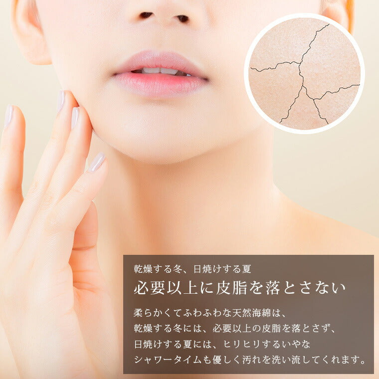 高品質天然海綿 「ベリーニSA16」（ハニコム種）スポンジ